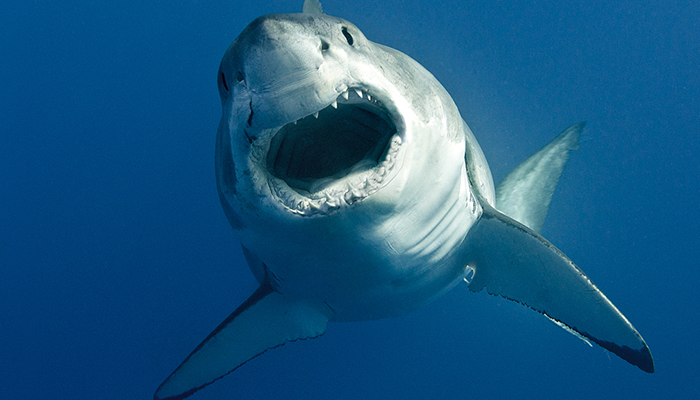 ExplorOcean Lecture Series-Underwater Shark Photographer, Richard Salas