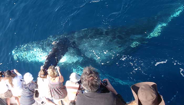 Gray Whale Migration Off Newport Beach Winter/Spring-$20 Cruise Special