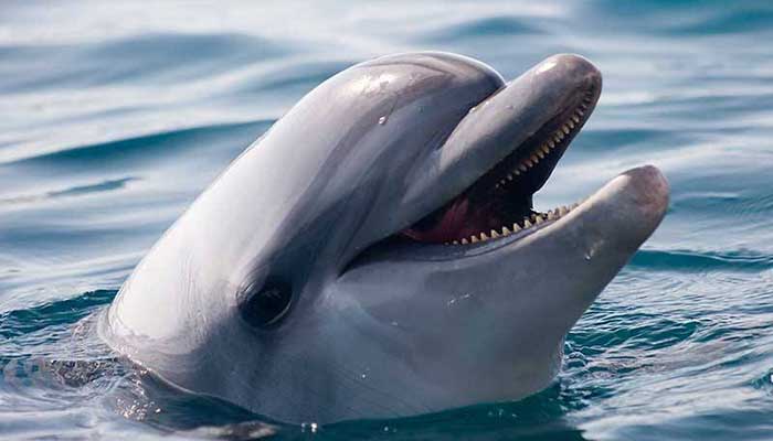 Ocean Matters Speaker Series – Dolphin Confidential