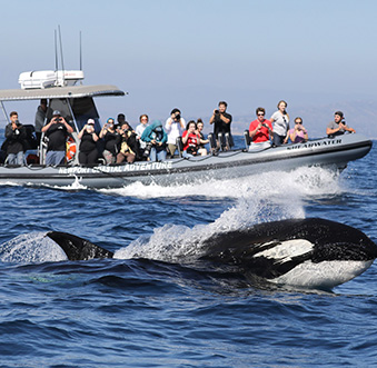 Newport Beach Whale Watching In Newport Beach Whale Watching