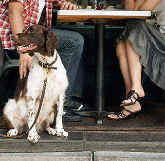 Pawesome Retreats in Newport Beach