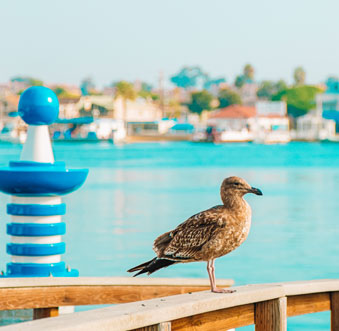 Where to Witness Fall Migration in Newport Beach