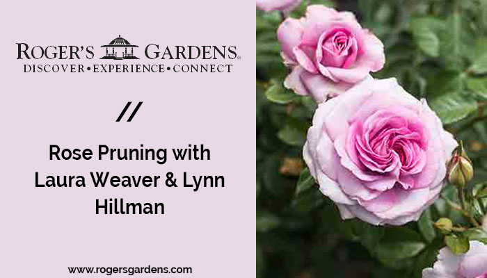 Rose Pruning with Laura Weaver & Lynn Hillman