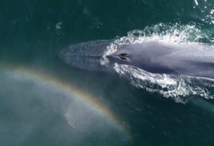 Whales &amp; Rainbows