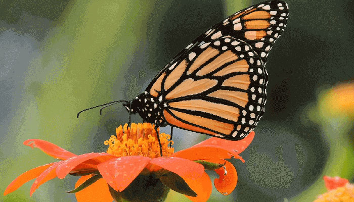 For Kids: Monarch Butterfly Garden