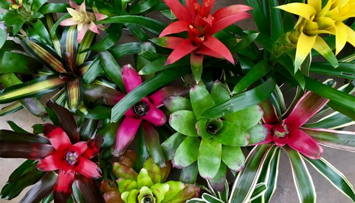 BROMELIAD PLANT SHOW & SALE  AT SHERMAN LIBRARY & GARDENS