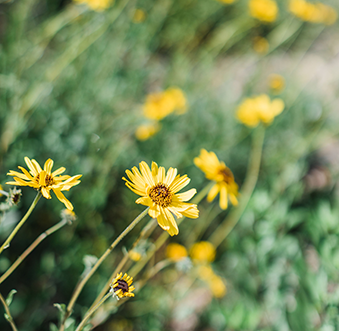 5 Places to See the Wildflowers in Newport Beach