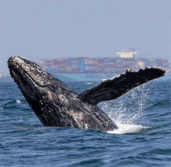 4 Reasons to Go Whale-Watching in Newport Beach This Winter